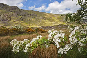 Hawthorn Tree Flowers In The Gap Of Dunloe Valley Outside Killarney Hawthorn Tree Flowers In The Gap Of Dunloe Valley Outside Killarney