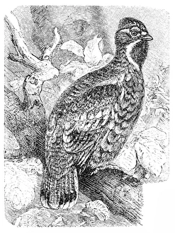 Hazel Grouse or Hazel Hen - Tetrastes bonasia Hazel Grouse or Hazel Hen - Tetrastes bonasia