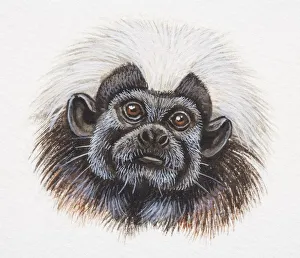 Head of a Cotton-top Tamarin, Saguinus oedipus Head of a Cotton-top Tamarin, Saguinus oedipus