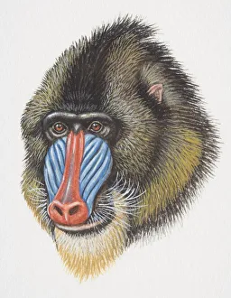 Head of a Mandrill, Mandrillus sphinx, monkey with a blue and red nose Head of a Mandrill, Mandrillus sphinx, monkey with a blue and red nose