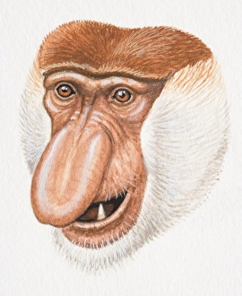 Head of a Proboscis Monkey, Nasalis larvatus, with large flat nose Head of a Proboscis Monkey, Nasalis larvatus, with large flat nose