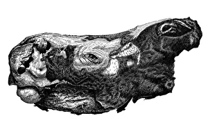 Head of Rhinoceros Merckii (Merck's rhinoceros) extinct species of rhino with completely preserved skin Head of Rhinoceros Merckii (Merck's rhinoceros) extinct species of rhino with completely preserved skin
