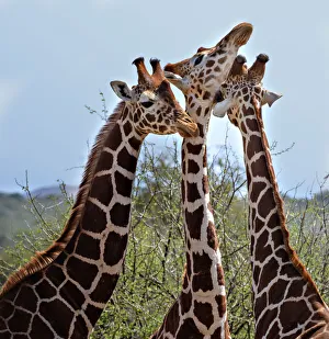 Three Heads are Better Than One - Reticulated Giraffes in Laikipia Three Heads are Better Than One - Reticulated Giraffes in Laikipia