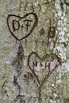 Hearts with the letters D and F, and H and H, carved into a tree bark, Bavaria, Germany Hearts with the letters D and F, and H and H, carved into a tree bark, Bavaria, Germany