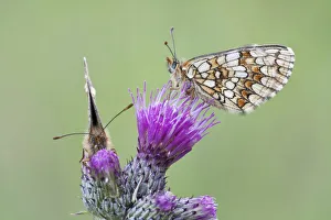 Two Heath Fritillary butterflies -Melitaea athalia- perched on a Spiny Plumeless Thistle -Carduus acanthoides Two Heath Fritillary butterflies -Melitaea athalia- perched on a Spiny Plumeless Thistle -Carduus acanthoides