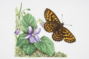 Heath Fritillary butterfly (Melitaea athalia) flying near a purple flower Heath Fritillary butterfly (Melitaea athalia) flying near a purple flower