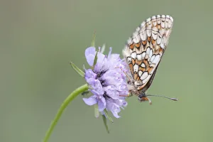 Heath Fritillary -Melitaea athalia-, butterfly perched on a Field Scabiosa -Knautia arvensis-, North Hesse, Hesse Heath Fritillary -Melitaea athalia-, butterfly perched on a Field Scabiosa -Knautia arvensis-, North Hesse, Hesse