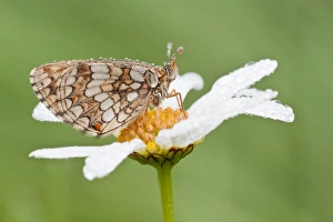 Heath Fritillary -Melitaea athalia- on an Oxeye Daisy -Leucanthemum vulgare-, North Hesse, Hesse, Germany Heath Fritillary -Melitaea athalia- on an Oxeye Daisy -Leucanthemum vulgare-, North Hesse, Hesse, Germany