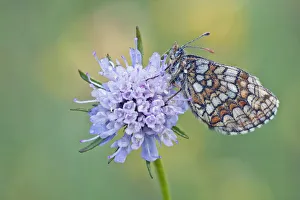 Heath Fritillary -melitaea athalia- perched on a Field Scabiosa -Knautia arvensis-, North Hesse, Hesse, Germany Heath Fritillary -melitaea athalia- perched on a Field Scabiosa -Knautia arvensis-, North Hesse, Hesse, Germany