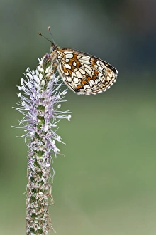 Heath fritillary -Mellicta athalia- on a Hoary Plaintain -Plantago media- Heath fritillary -Mellicta athalia- on a Hoary Plaintain -Plantago media-