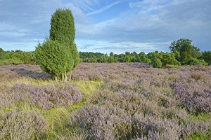 Heather in bloom in a juniper grove, Emsland, Lower Saxony, Germany Heather in bloom in a juniper grove, Emsland, Lower Saxony, Germany