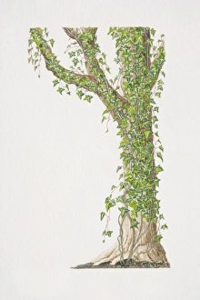 Hedera helix, Common Ivy or English Ivy growing on tree trunk and branches Hedera helix, Common Ivy or English Ivy growing on tree trunk and branches