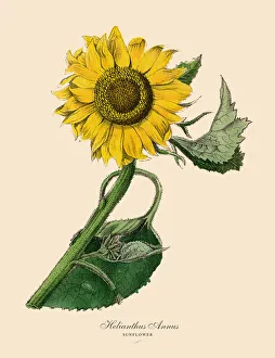 Helianthus annus, Sunflower Plants, Victorian Botanical Illustration Helianthus annus, Sunflower Plants, Victorian Botanical Illustration