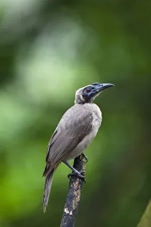 Helmeted Friarbird -Philemon buceroides-, Queensland, Australia Helmeted Friarbird -Philemon buceroides-, Queensland, Australia