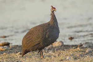 Helmeted guineafowl -Numida meleagris-, Etosha National Park, Namibia, Africa Helmeted guineafowl -Numida meleagris-, Etosha National Park, Namibia, Africa