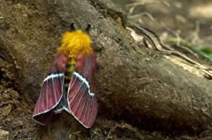 Hemileucine Giant Silkmoth -Pseudodirphia menander-, Monteverde, Puntarenas Province Hemileucine Giant Silkmoth -Pseudodirphia menander-, Monteverde, Puntarenas Province