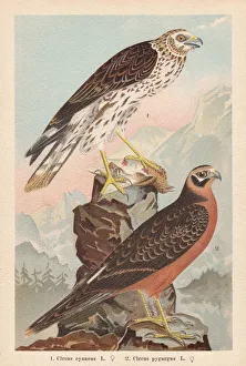 Hen harrier and Montagus harrier, chromolithograph, published in 1896 Hen harrier and Montagus harrier, chromolithograph, published in 1896