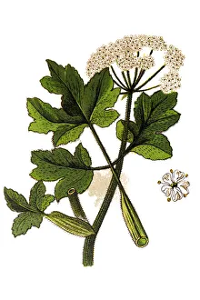 Heracleum sphondylium, commonly known as hogweed, common hogweed or cow parsnip Heracleum sphondylium, commonly known as hogweed, common hogweed or cow parsnip