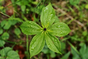 Herb Paris or True Lovers Knot -Paris quadrifolia-, Berchtesgadener Land District, Upper Bavaria, Bavaria, Germany Herb Paris or True Lovers Knot -Paris quadrifolia-, Berchtesgadener Land District, Upper Bavaria, Bavaria, Germany