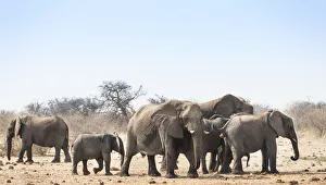 Herd of African Bush Elephants -Loxodonta africana-, Tsumcor Waterhole Herd of African Bush Elephants -Loxodonta africana-, Tsumcor Waterhole