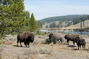 Herd of American Bison -Bison bison- beside Yellowstone River, Yellowstone National Park Herd of American Bison -Bison bison- beside Yellowstone River, Yellowstone National Park