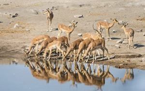 Herd of Black-faced Impalas -Aepyceros melampus petersi- drinking, Chudop water hole, Etosha National Park, Namibia Herd of Black-faced Impalas -Aepyceros melampus petersi- drinking, Chudop water hole, Etosha National Park, Namibia