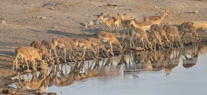 Herd of Black Nose Impalas -Aepyceros melampus petersi- drinking at water, Chudop waterhole, Etosha National Park Herd of Black Nose Impalas -Aepyceros melampus petersi- drinking at water, Chudop waterhole, Etosha National Park