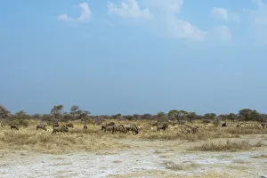 Herd of Blue Wildebeest -Connochaetes taurinus-, Etosha National Park, Namibia Herd of Blue Wildebeest -Connochaetes taurinus-, Etosha National Park, Namibia