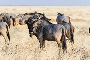 Herd of Blue Wildebeest on prairie grass -Connochaetes taurinus-, Etosha National Park, Namibia Herd of Blue Wildebeest on prairie grass -Connochaetes taurinus-, Etosha National Park, Namibia