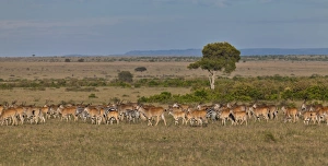 Herd of Eland Antilopes -Taurotragus oryx-, Zebra -Equus quagga- and Blue Wildebeest -Connochaetes taurinus Herd of Eland Antilopes -Taurotragus oryx-, Zebra -Equus quagga- and Blue Wildebeest -Connochaetes taurinus