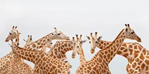 Wildlife Photography Kenya Prints: Herd of giraffe