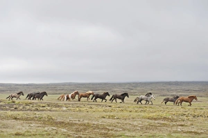 Herd of Icelandic horses galloping across barren land, tundra, near Hveravelir, Kjoelur, Highlands, Iceland Herd of Icelandic horses galloping across barren land, tundra, near Hveravelir, Kjoelur, Highlands, Iceland
