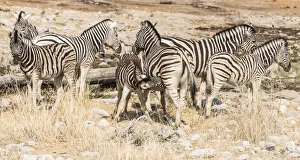 Herd of Plains Zebras or Burchells Zebras -Equus burchellii-, Etosha National Park Herd of Plains Zebras or Burchells Zebras -Equus burchellii-, Etosha National Park