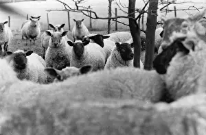 Archival Fine Art Prints: Herd Of Sheep