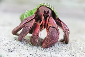 Travel imagery/travel destinations palau pacific ocean/hermit crab kayangel atoll palau Travel imagery/travel destinations palau pacific ocean/hermit crab kayangel atoll palau