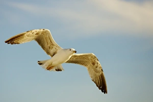 Herring Gull -Larus argentatus- in flight Herring Gull -Larus argentatus- in flight