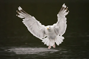 Herring Gull -Larus argentatus- flying above water, Lauvsnes, Flatanger, Nord-Trondelag, Trondelag, Norway Herring Gull -Larus argentatus- flying above water, Lauvsnes, Flatanger, Nord-Trondelag, Trondelag, Norway