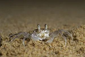 High angle close-up of Pink Ghost crab (Ocypode ryderi), St Lucia, Kwazulu-Natal High angle close-up of Pink Ghost crab (Ocypode ryderi), St Lucia, Kwazulu-Natal