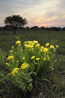 High angle view of a Lesser Yellow Head (Gnidia kraussiana) plant blowing in the wind High angle view of a Lesser Yellow Head (Gnidia kraussiana) plant blowing in the wind