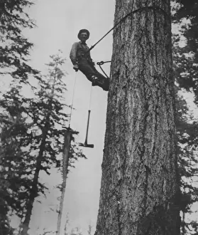 Images Dated 2nd June 2010: High Climber Print - Suspended Tree Ascent circa 1895