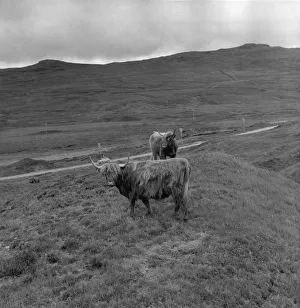 Highland Cattle Highland Cattle