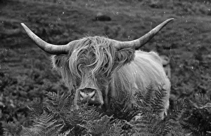 Highland Cow Highland Cow