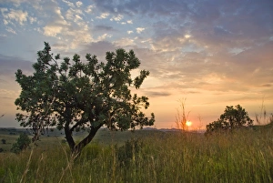 Highveld sunrise with protea tree in foreground, Lion and Rhino Park, Cradle of Humankind Highveld sunrise with protea tree in foreground, Lion and Rhino Park, Cradle of Humankind