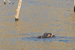 Hippopotamus -Hippopotamus amphibius-, Andreas Damm, Khomas, Namibia Hippopotamus -Hippopotamus amphibius-, Andreas Damm, Khomas, Namibia