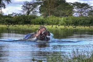 Naivasha Collection: Hippopotamus -Hippopotamus amphibius-, Lake Naivasha, Kenya, East Africa, Africa, PublicGround