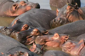 Hippopotamus, South Luangwa National Park, Zambia Hippopotamus, South Luangwa National Park, Zambia
