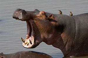 Hippopotamus, South Luangwa National Park, Zambia Hippopotamus, South Luangwa National Park, Zambia