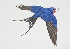 Hirundo rustica, Barn Swallow in flight opening its beak to catch insect, side view Hirundo rustica, Barn Swallow in flight opening its beak to catch insect, side view