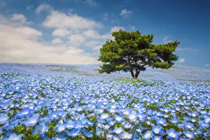 Hitachi Seaside Park - Nemephila Hitachi Seaside Park - Nemephila