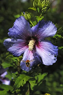 Honey bee (Apis) approaching a hibiscus flower (Hibiscus syriacus), with water drops Honey bee (Apis) approaching a hibiscus flower (Hibiscus syriacus), with water drops